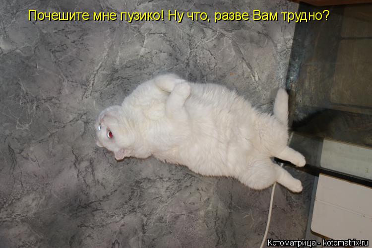 Котоматрица: Почешите мне пузико! Ну что, разве Вам трудно?