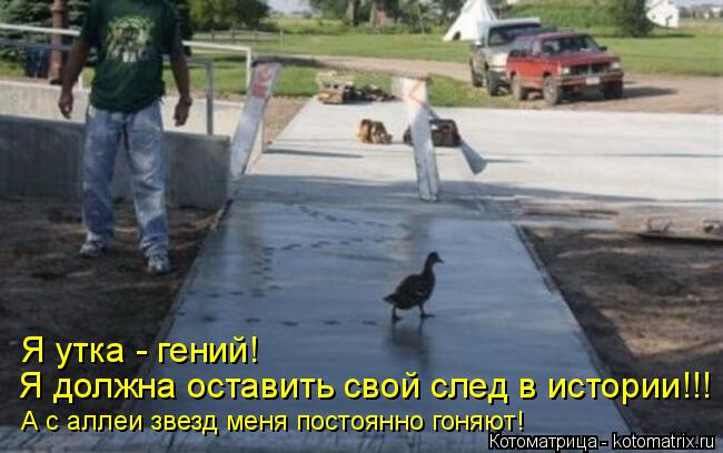 Котоматрица: Я утка - гений!  Я должна оставить свой след в истории!!! А с аллеи звезд меня постоянно гоняют!