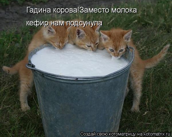 Котоматрица: Гадина корова!Заместо молока кефир нам подсунула