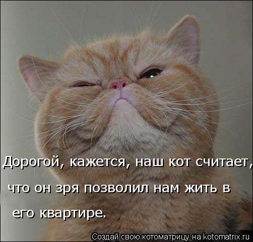 Котоматрица: что он зря позволил нам жить в  его квартире. Дорогой, кажется, наш кот считает,