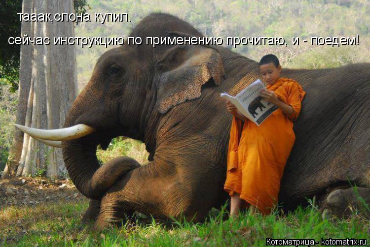Котоматрица: тааак,слона купил. сейчас инструкцию по применению прочитаю, и - поедем!
