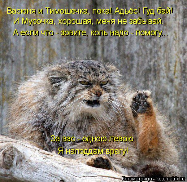 Котоматрица: Васюня и Тимошечка, пока! Адьёс! Гуд бай!  И Мурочка, хорошая, меня не забывай. А если что - зовите, коль надо - помогу... За вас - одною левою Я нап