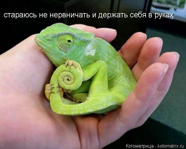 стараюсь не нервничать и держать себя в руках... Котоматрица: стараюсь не нервничать и держать себя в руках