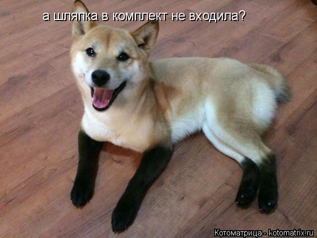 а шляпка в комплект не входила?... Котоматрица: а шляпка в комплект не входила?