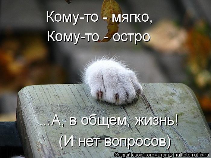 Котоматрица: Кому-то - мягко, Кому-то - остро ...А, в общем, жизнь! (И нет вопросов)