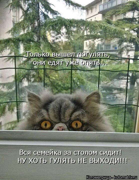 Котоматрица: Только вышел погулять, они едят уже опять... Вся семейка за столом сидит! НУ ХОТЬ ГУЛЯТЬ НЕ ВЫХОДИ!!!