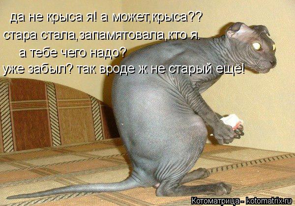 Котоматрица: да не крыса я! а может,крыса?? стара стала,запамятовала,кто я. а тебе чего надо? уже забыл? так вроде ж не старый ещё!