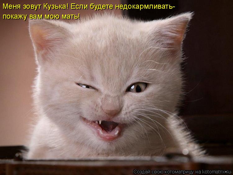 Котоматрица: покажу вам мою мать! Меня зовут Кузька! Если будете недокармливать-