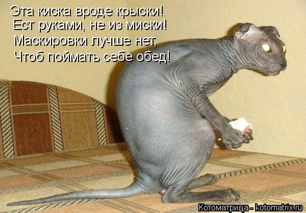 Котоматрица: Эта киска вроде крыски! Ест руками, не из миски! Маскировки лучше нет, Чтоб поймать себе обед!