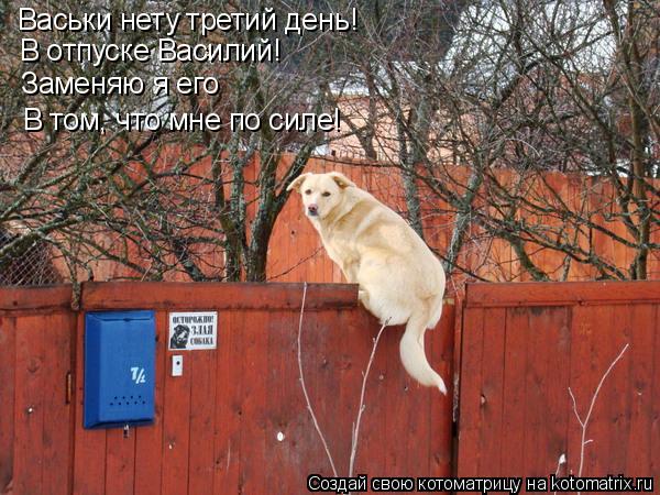 Котоматрица: Васьки нету третий день! В отпуске Василий! Заменяю я его В том, что мне по силе!