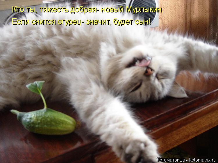 Котоматрица: Кто ты, тяжесть добрая- новый Мурлыкин, Если снится огурец- значит, будет сын!