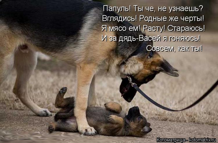 Котоматрица: Папуль! Ты че, не узнаешь? Вглядись! Родные же черты! Я мясо ем! Расту! Стараюсь! И за дядь-Васей я гоняюсь! Совсем, как ты!