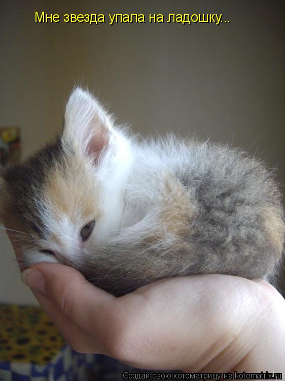 Котоматрица: Мне звезда упала на ладошку...