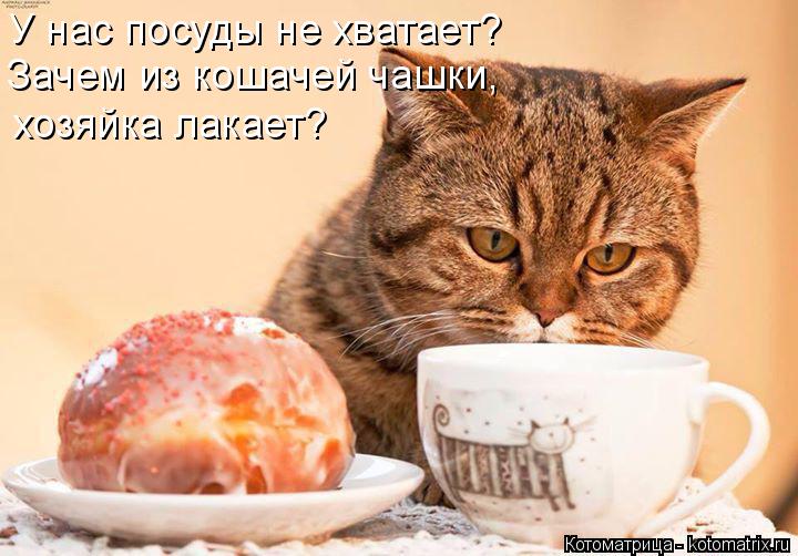 Котоматрица: У нас посуды не хватает? Зачем из кошачей чашки,  хозяйка лакает?