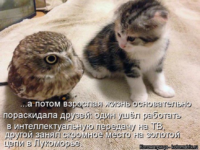 ...а потом взрослая жизнь основательно пораскидала друзей: один ушёл работать в интеллектуальную пе... Котоматрица: ...а потом взрослая жизнь основательно пораскидала друзей: один ушёл работать в интеллектуальную передачу на ТВ, другой занял скромное ме