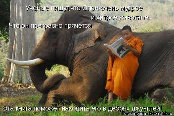 Котоматрица: Учёные пишут,что Слон-очень мудрое и хитрое животное. Что он прекрасно прячется. Эта книга поможет находить его в дебрях джунглей!