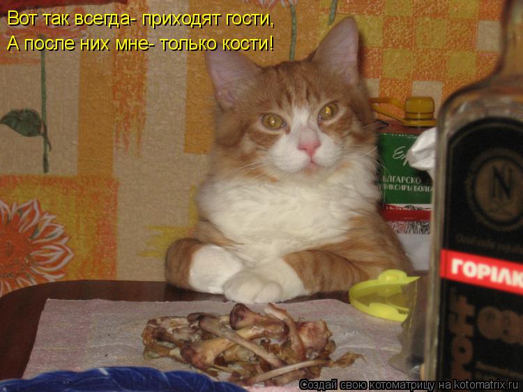 Котоматрица: Вот так всегда- приходят гости, А после них мне- только кости!