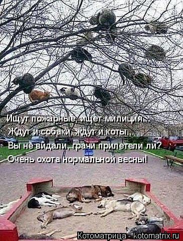 Котоматрица: Ищут пожарные, ищет милиция... Ждут и собаки, ждут и коты... Вы не видали, грачи прилетели ли? Очень охота нормальной весны!