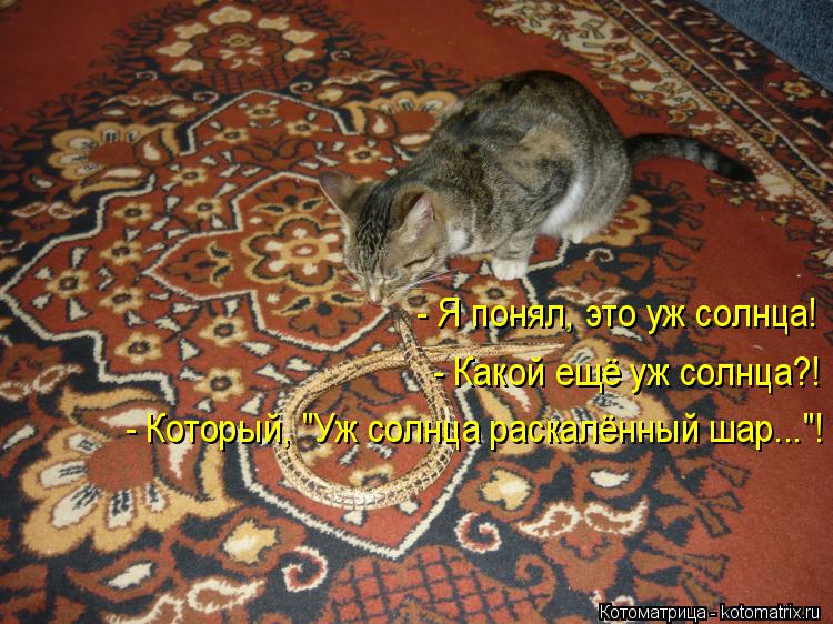Котоматрица: - Я понял, это уж солнца! - Какой ещё уж солнца?! - Который, "Уж солнца раскалённый шар..."!