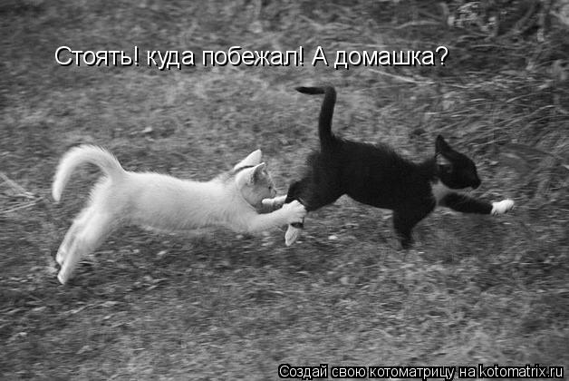 Котоматрица: Стоять! куда побежал! А домашка?