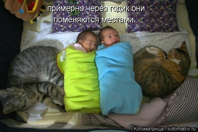 Котоматрица: примерно через годик они поменяются местами...