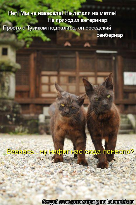 Котоматрица: Нет! Мы не навеселе! Не летали на метле! Не приходил ветеринар! Просто с Тузиком подрались, он соседский  сенбернар! Ваааась...ну нафиг нас сюд