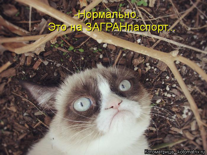 Котоматрица: -Нормально.  Это на ЗАГРАНпаспорт...