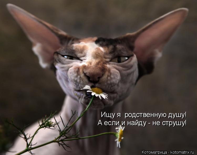 Котоматрица: Ищу я  родственную душу! А если и найду - не струшу!