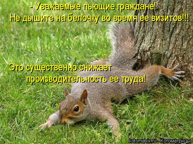 Котоматрица: - Уважаемые пьющие граждане! Не дышите на белочку во время ее визитов!!! Это существенно снижает  производительность ее труда!