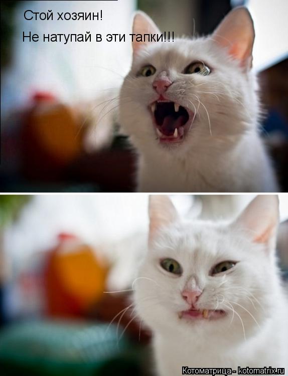 Котоматрица: Стой хозяин! Не натупай в эти тапки!!!