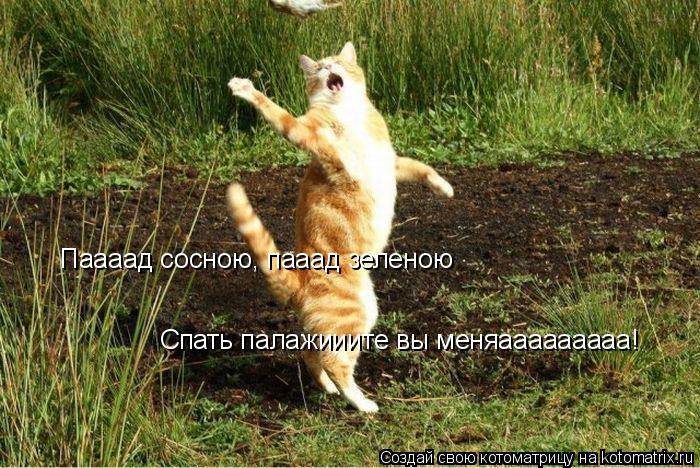 Котоматрица: Паааад сосною, пааад зеленою Спать палажииите вы меняааааааааа!
