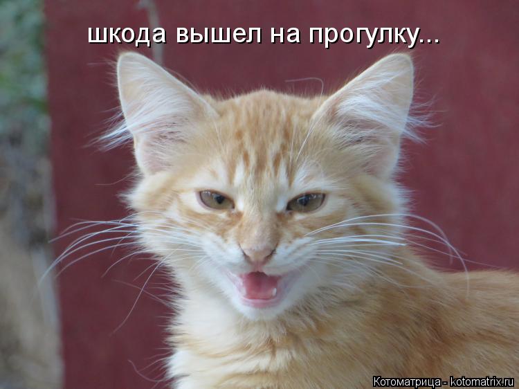 Котоматрица: шкода вышел на прогулку...