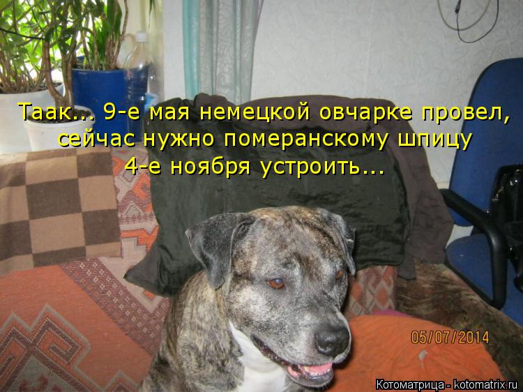 Котоматрица: Таак... 9-е мая немецкой овчарке провел, сейчас нужно померанскому шпицу  4-е ноября устроить...