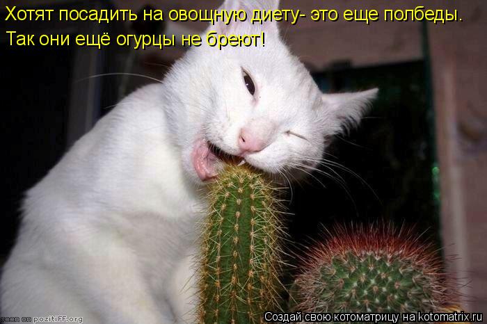 Котоматрица: Хотят посадить на овощную диету- это еще полбеды. Так они ещё огурцы не бреют!