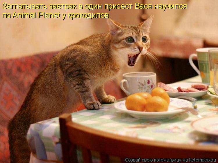 Заглатывать завтрак в один присест Вася научился по Animal Planet у крокодилов.... Котоматрица: Заглатывать завтрак в один присест Вася научился по Animal Planet у крокодилов.