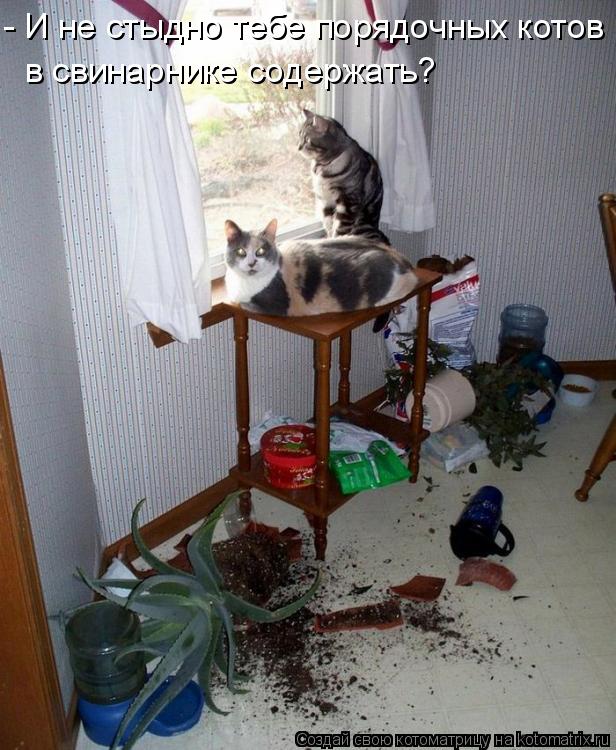 - И не стыдно тебе порядочных котов в свинарнике содержать?... Котоматрица: - И не стыдно тебе порядочных котов в свинарнике содержать?