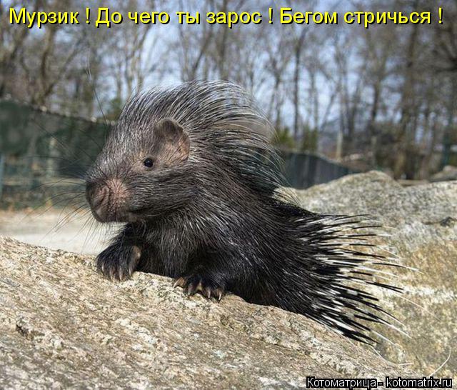 Мурзик ! До чего ты зарос ! Бегом стричься !... Котоматрица: Мурзик ! До чего ты зарос ! Бегом стричься !