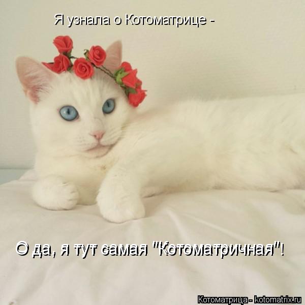 Котоматрица: Я узнала о Котоматрице -  О да, я тут самая "Котоматричная" О да, я тут самая "Котоматричная"!
