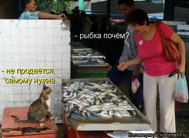 Котоматрица: - рыбка почём? - не продаётся, самому нужна...