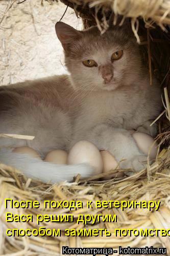 После похода к ветеринару Вася решил другим способом заиметь потомство... Котоматрица: После похода к ветеринару Вася решил другим способом заиметь потомство