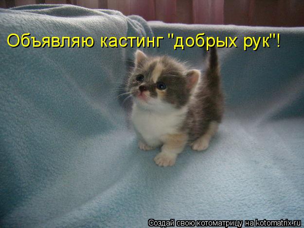 Объявляю кастинг "добрых рук"!... Котоматрица: Объявляю кастинг "добрых рук"!