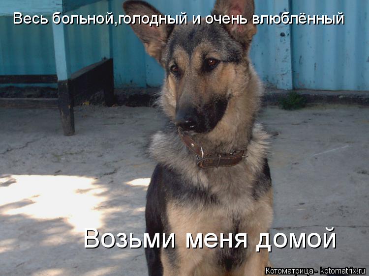 Весь больной,голодный и очень влюблённый Возьми меня домой... Котоматрица: Весь больной,голодный и очень влюблённый Возьми меня домой