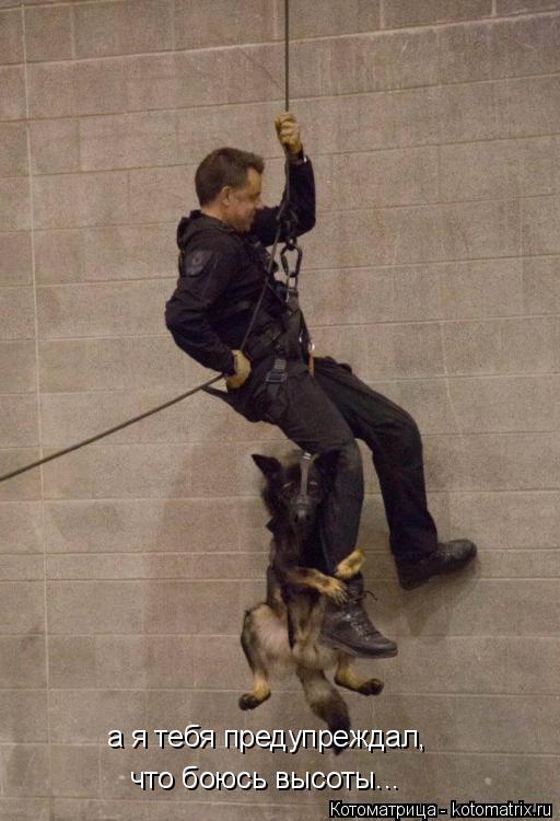 Котоматрица: а я тебя предупреждал, что боюсь высоты...