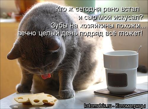 Котоматрица: Кто ж сегодня рано встал и сыр мой искусал? Зубы на хозяйкины похожи... вечно целый день подряд всё гложет!