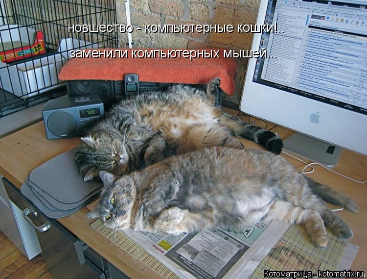 новшество - компьютерные кошки!.. заменили компьютерных мышей...... Котоматрица: новшество - компьютерные кошки!.. заменили компьютерных мышей...