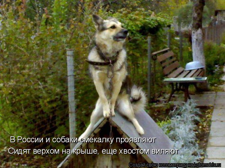 Котоматрица: В России и собаки смекалку проявляют Сидят верхом на крыше, еще хвостом виляют