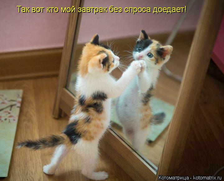 Так вот кто мой завтрак без спроса доедает!... Котоматрица: Так вот кто мой завтрак без спроса доедает!
