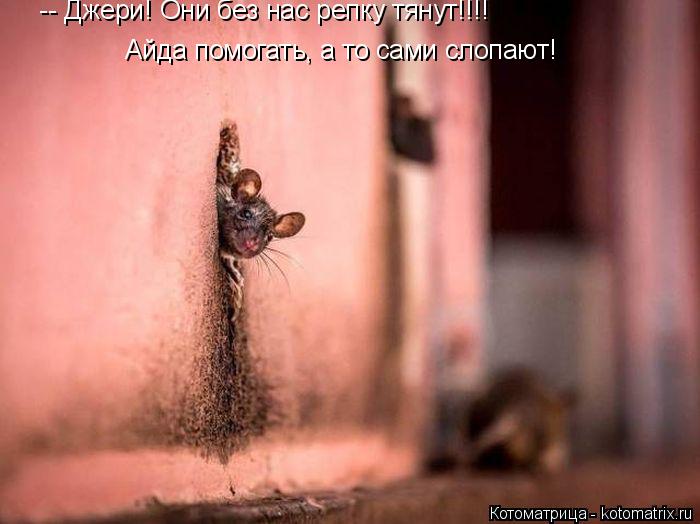 -- Джери! Они без нас репку тянут!!!! Айда помогать, а то сами слопают!... Котоматрица: -- Джери! Они без нас репку тянут!!!! Айда помогать, а то сами слопают!