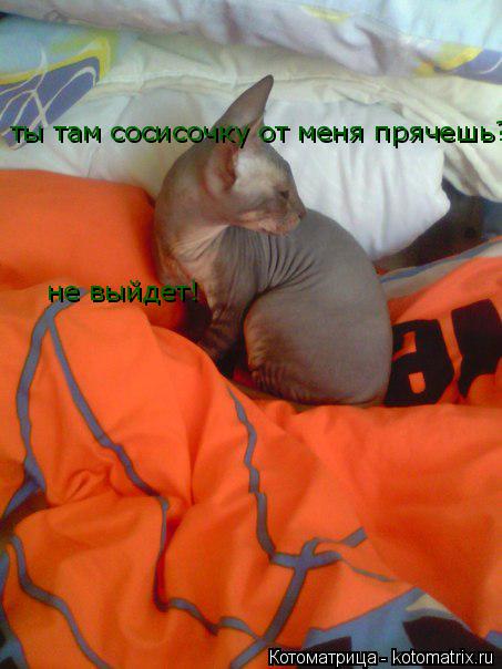 ты там сосисочку от меня прячешь?! не выйдет!... Котоматрица: ты там сосисочку от меня прячешь?! не выйдет!