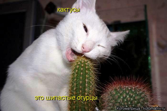 кактусы это шипастые огурцы... Котоматрица: кактусы это шипастые огурцы